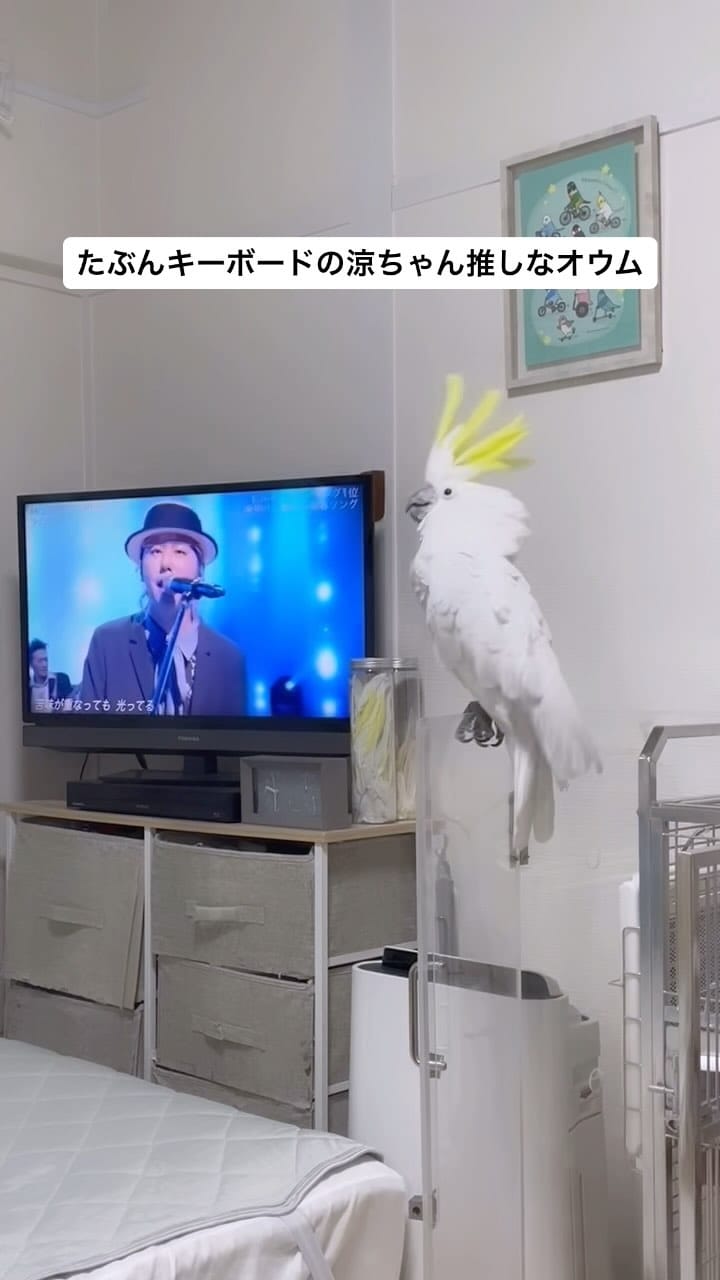 Post 9 by ダンシングオウムと監視犬 on Instagram (video)