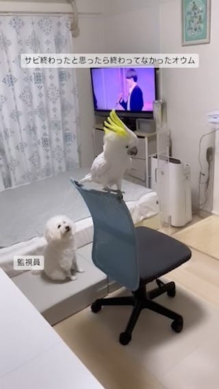 Post 10 by ダンシングオウムと監視犬 on Instagram (video)