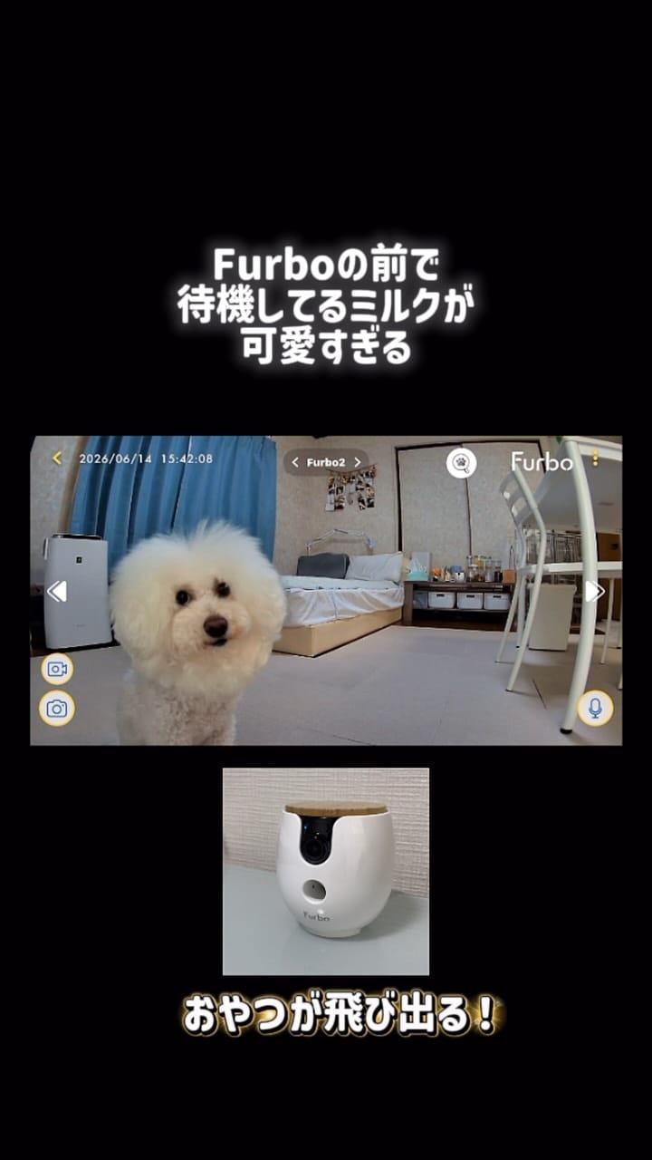 Post 5 by ダンシングオウムと監視犬 on Instagram (video)