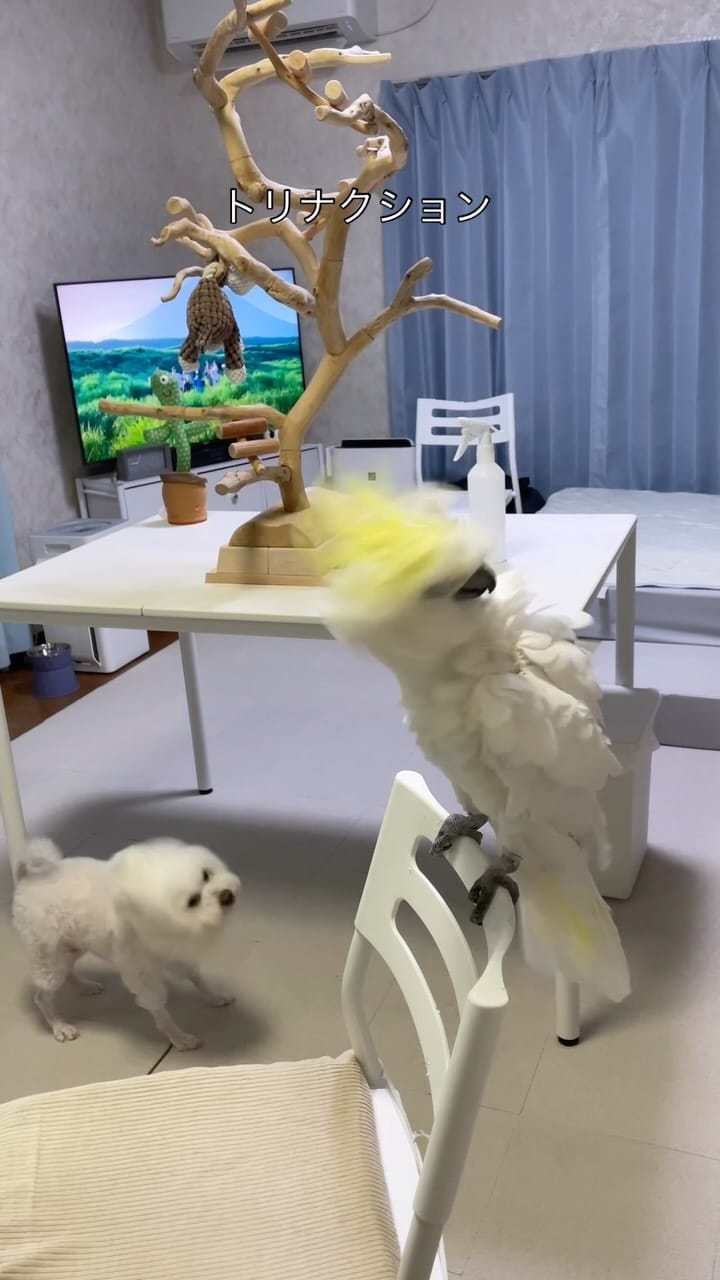 Post 4 by ダンシングオウムと監視犬 on Instagram (video)