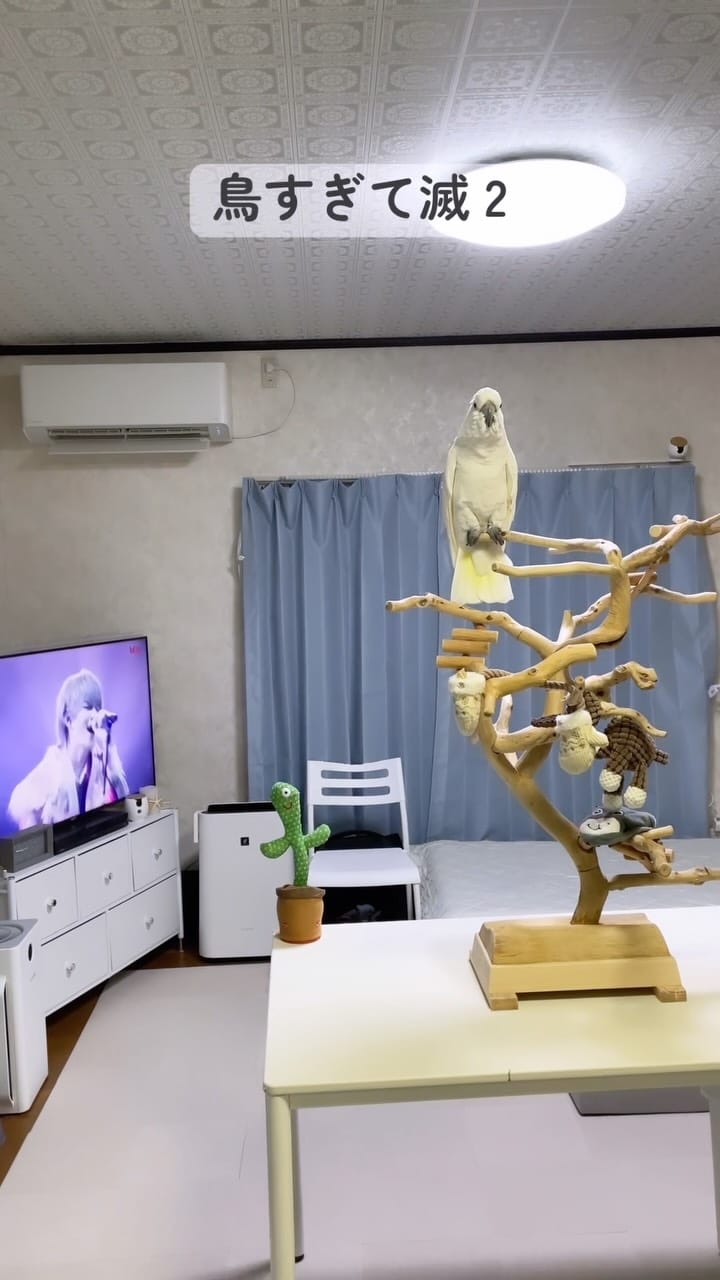 Post 6 by ダンシングオウムと監視犬 on Instagram (video)