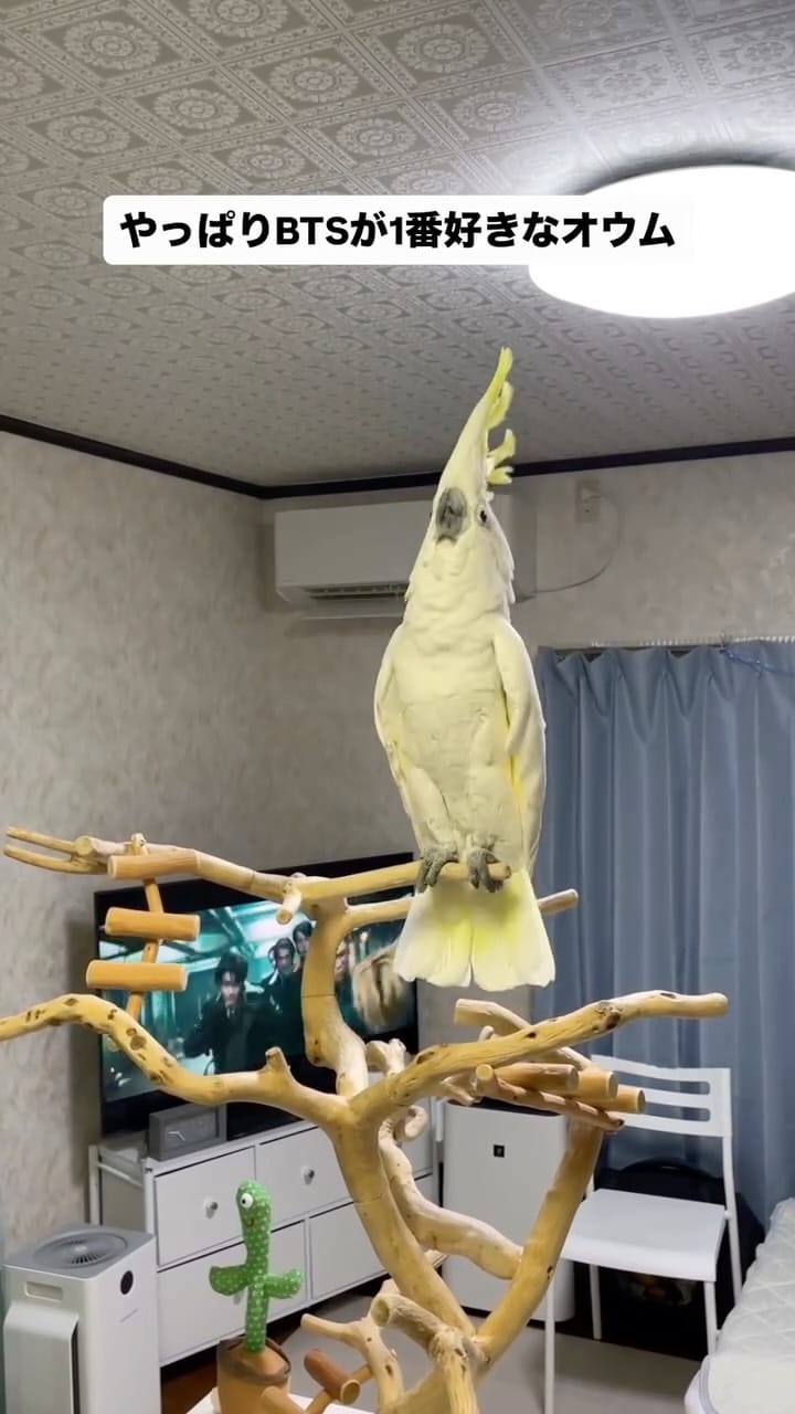 Post 1 by ダンシングオウムと監視犬 on Instagram (video)