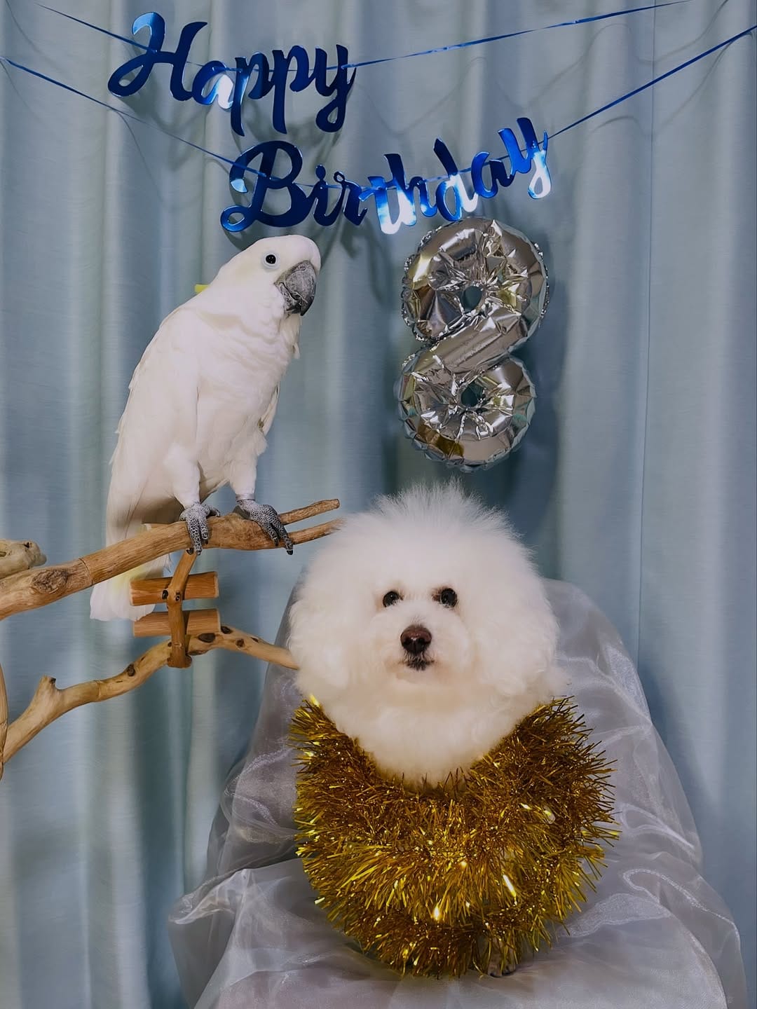 Post 3 by ダンシングオウムと監視犬 on Instagram (carousel)