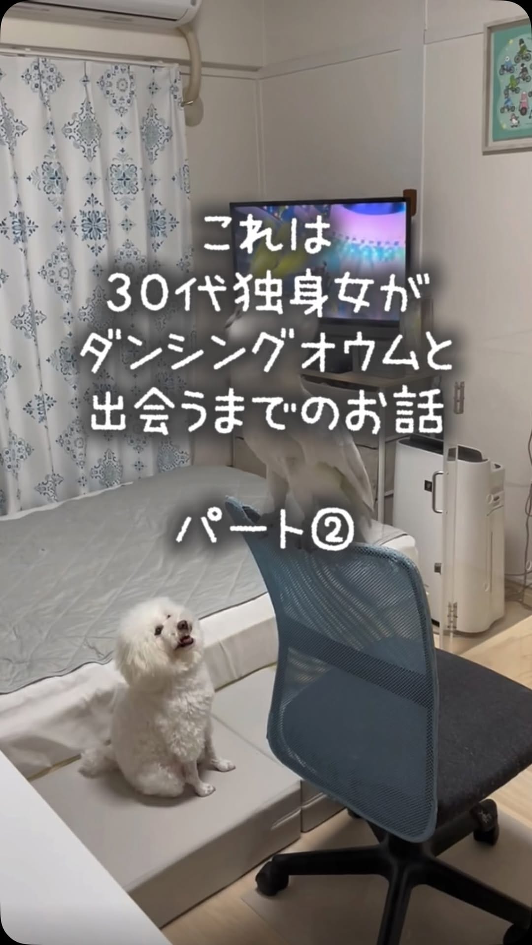 Post 7 by ダンシングオウムと監視犬 on Instagram (video)