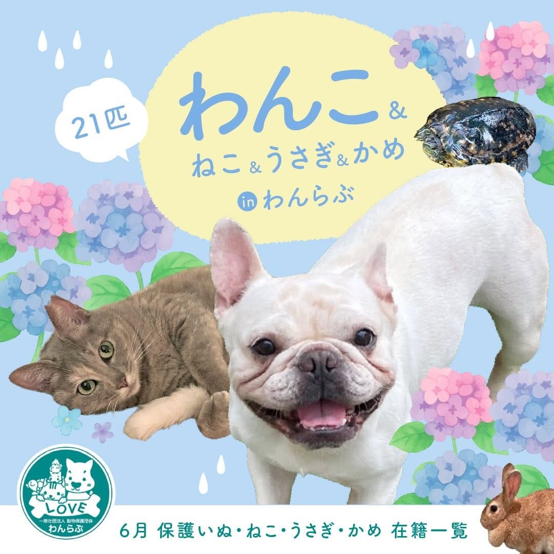 Post 9 by 動物保護団体わんらぶ on Instagram (carousel)