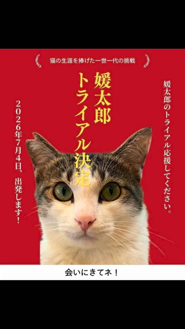 Post 1 by ねこ浴場 ネコリパブリック大阪|保護猫カフェ on Instagram (video)
