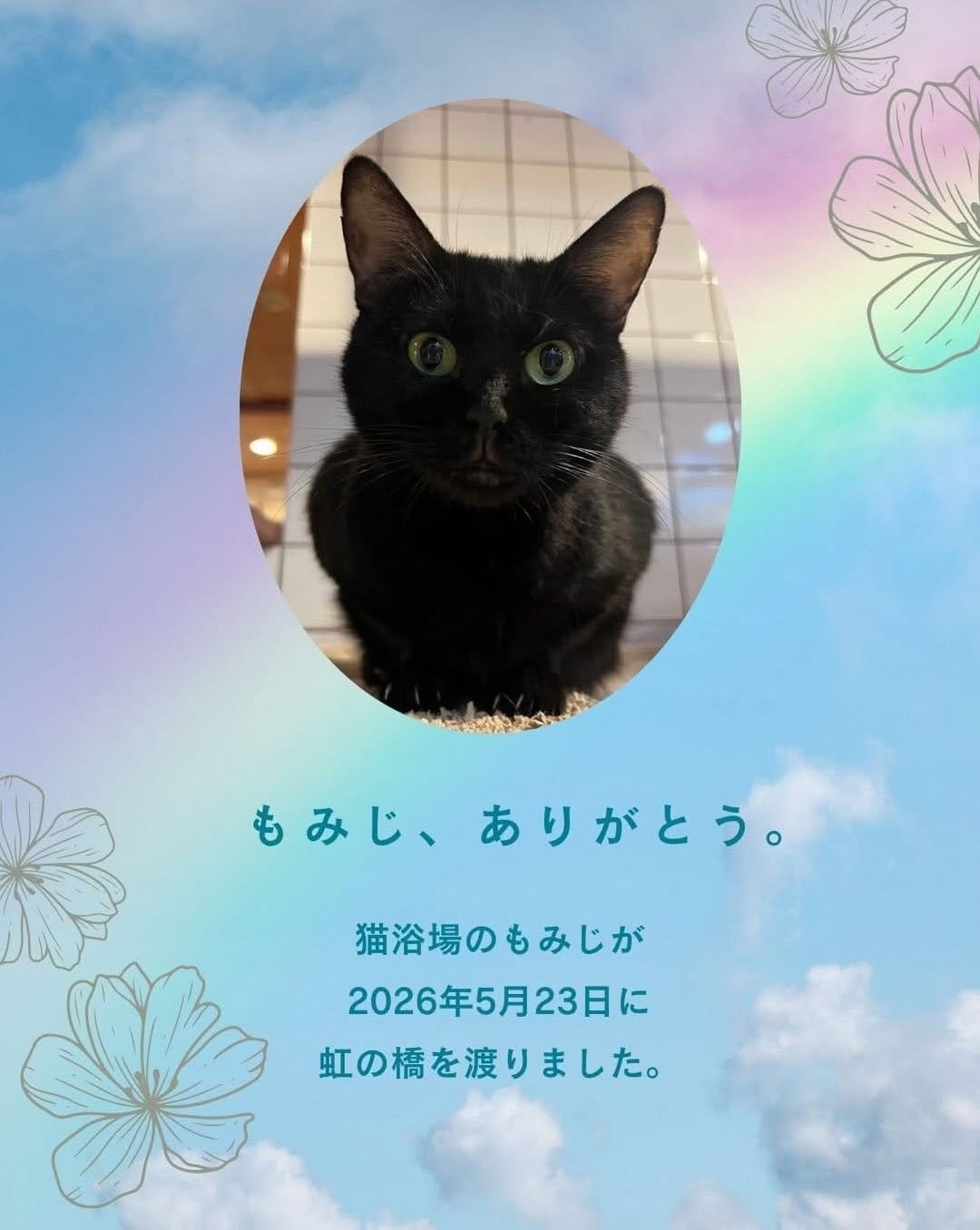 Post 8 by ねこ浴場 ネコリパブリック大阪|保護猫カフェ on Instagram (carousel)