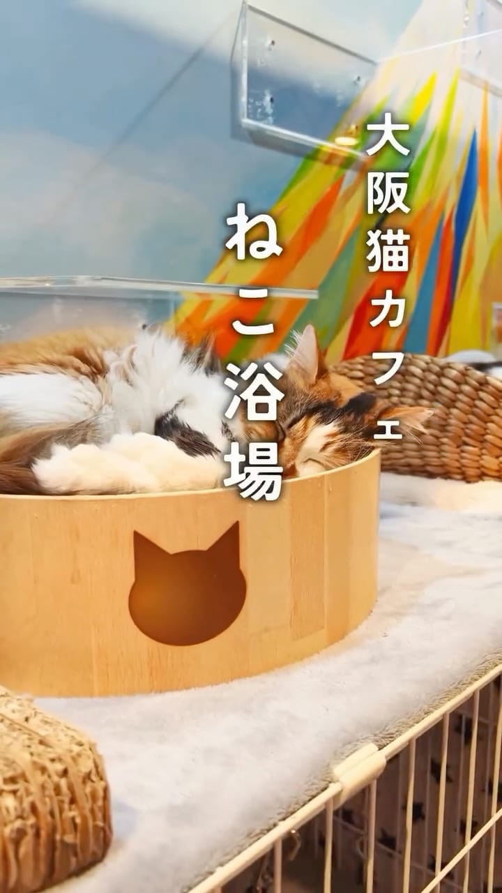 Post 9 by ねこ浴場 ネコリパブリック大阪|保護猫カフェ on Instagram (video)