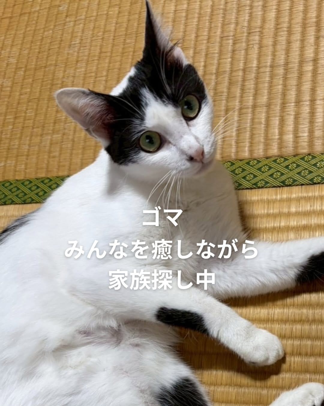 Post 2 by ねこ浴場 ネコリパブリック大阪|保護猫カフェ on Instagram (carousel)