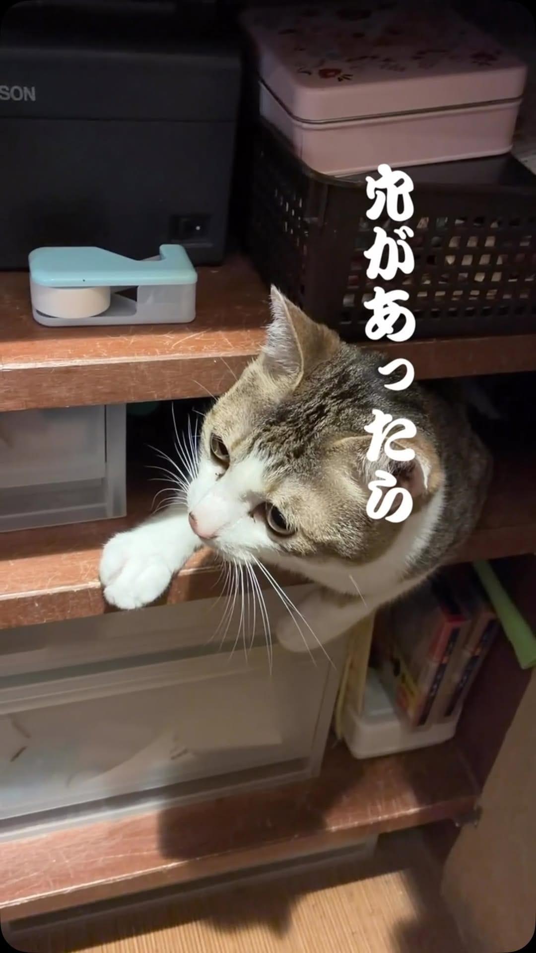 Post 6 by ねこ浴場 ネコリパブリック大阪|保護猫カフェ on Instagram (video)