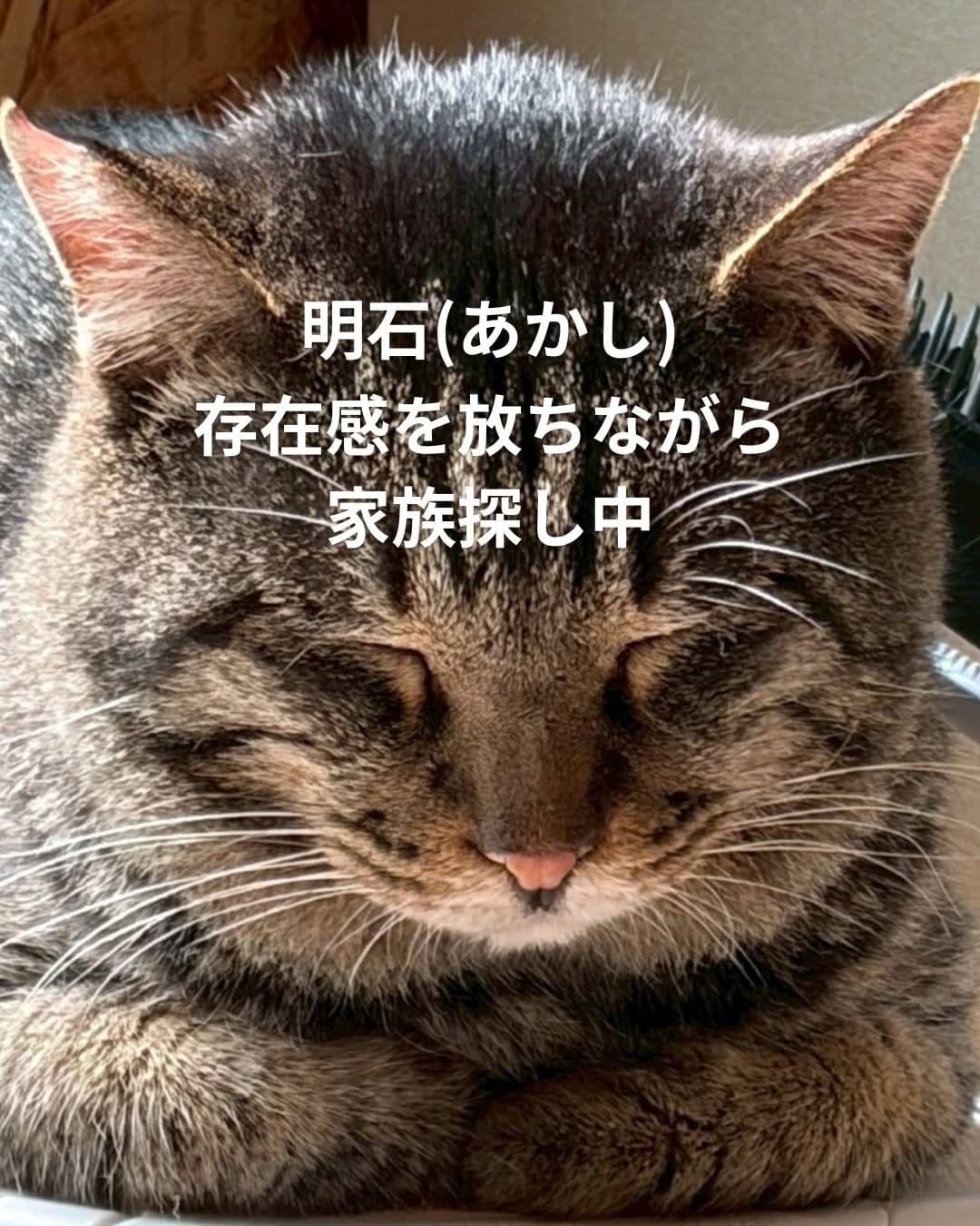 Post 3 by ねこ浴場 ネコリパブリック大阪|保護猫カフェ on Instagram (carousel)