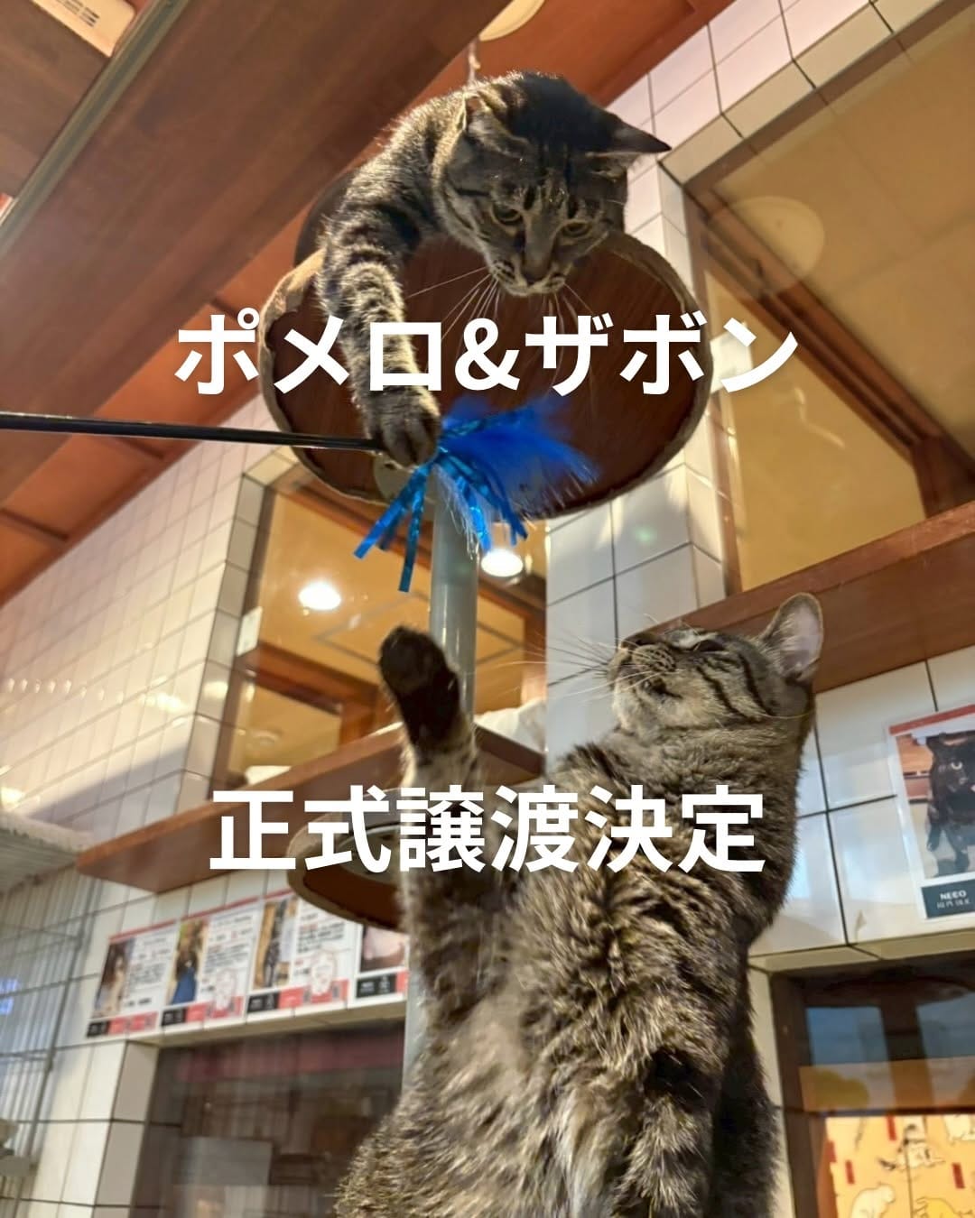 Post 7 by ねこ浴場 ネコリパブリック大阪|保護猫カフェ on Instagram (carousel)