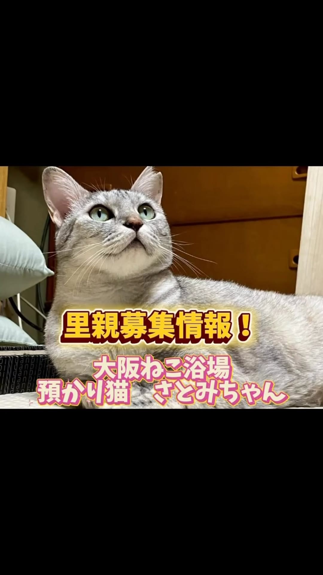 Post 5 by ねこ浴場 ネコリパブリック大阪|保護猫カフェ on Instagram (video)