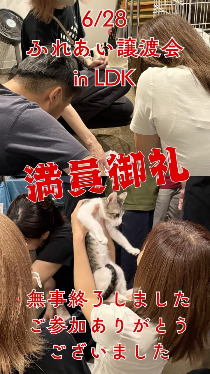 Post 4 by ねこ浴場 ネコリパブリック大阪|保護猫カフェ on Instagram (video)