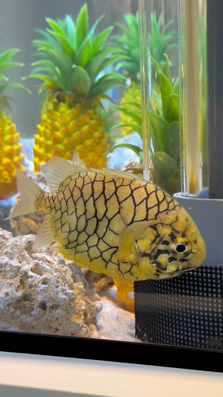 Post 8 by アクアワールド茨城県大洗水族館 on Instagram (video)