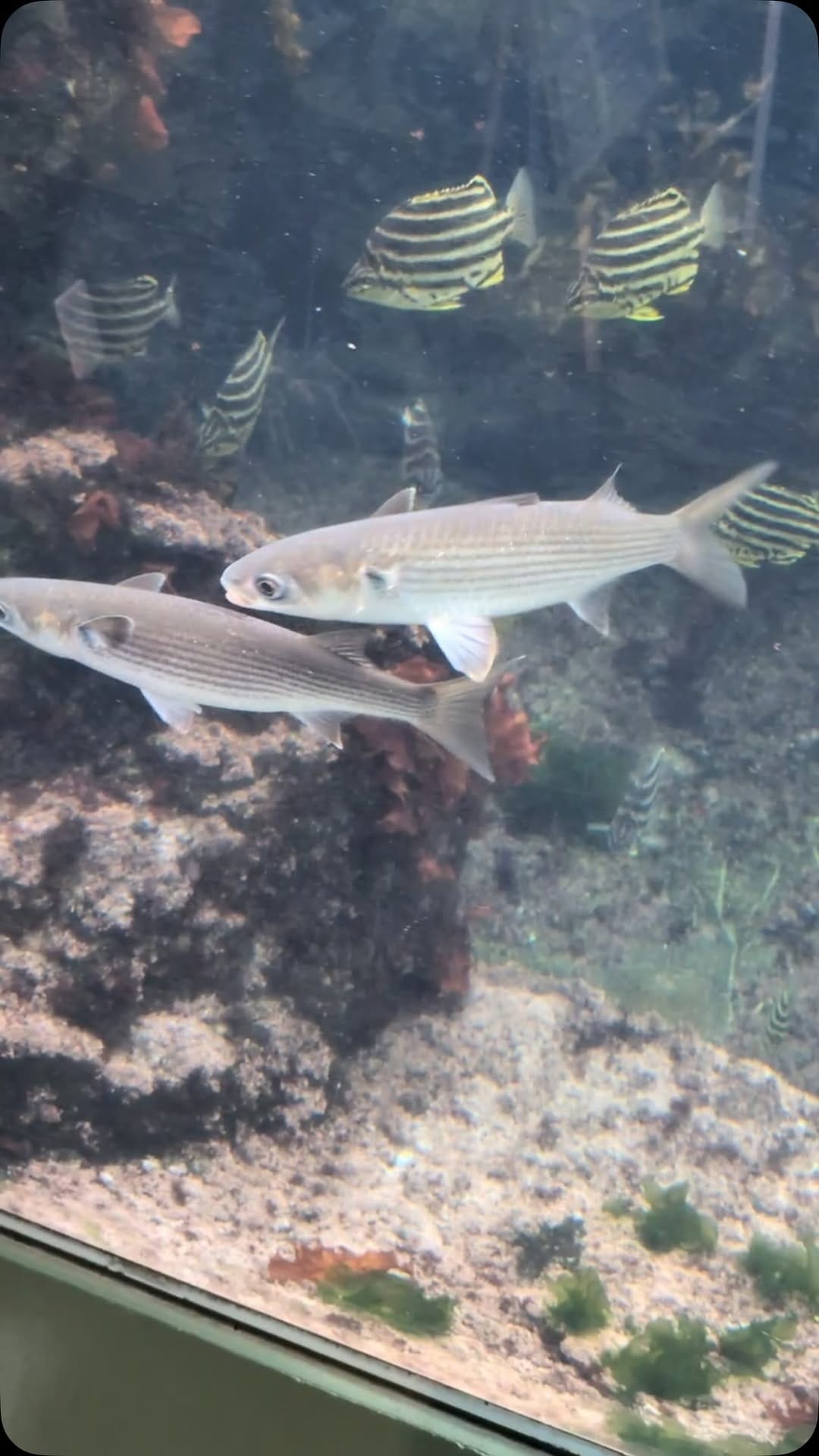 Post 7 by アクアワールド茨城県大洗水族館 on Instagram (video)