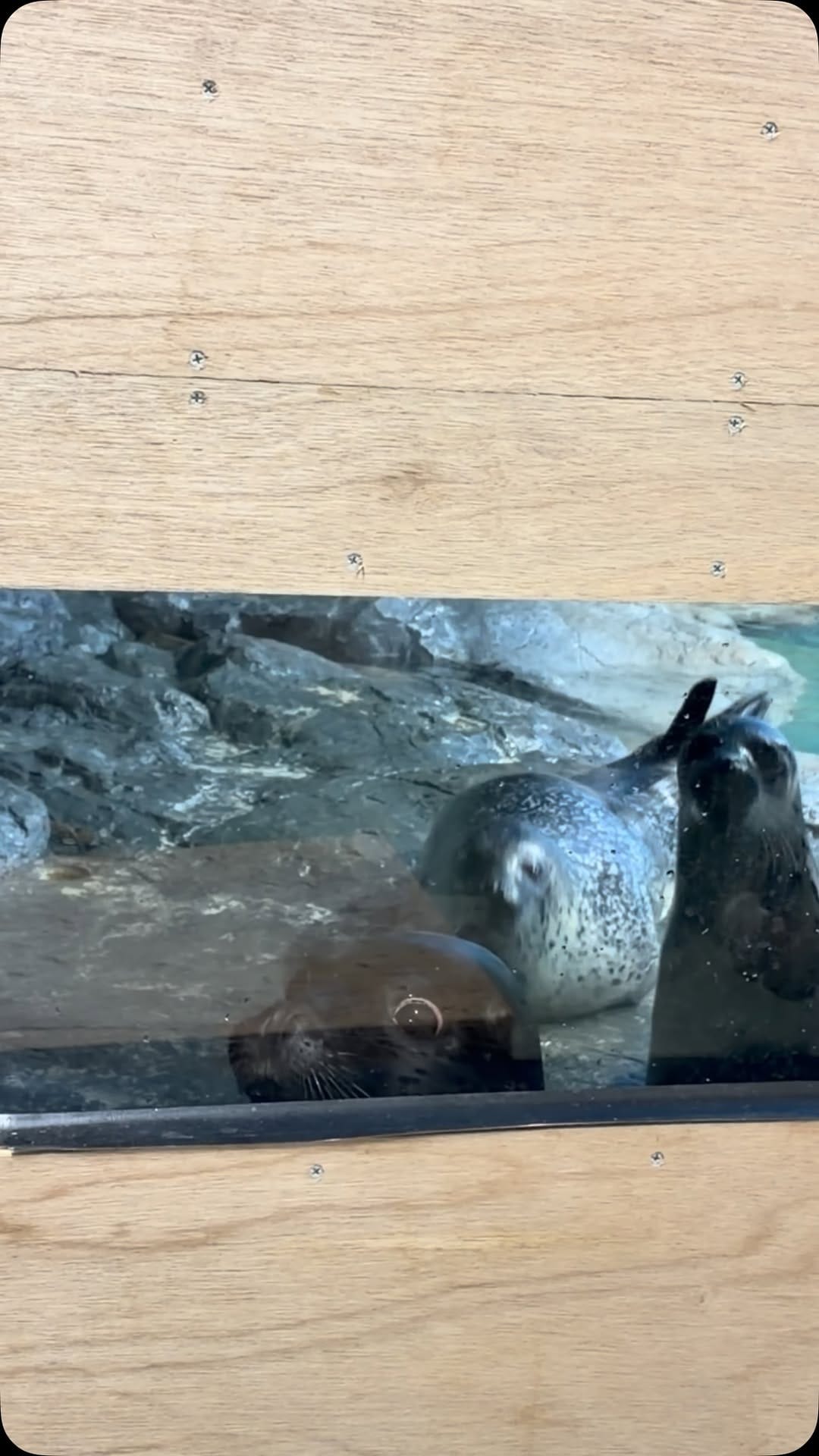Post 5 by アクアワールド茨城県大洗水族館 on Instagram (video)