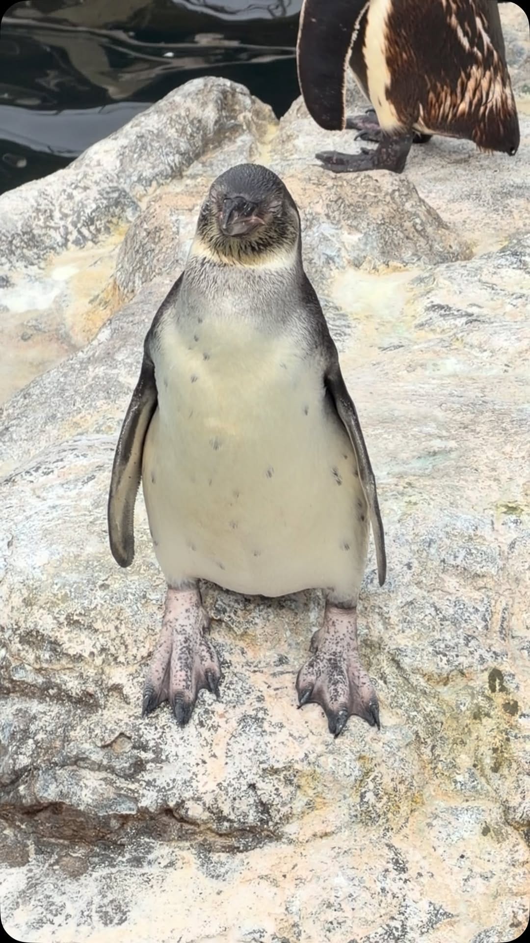 Post 1 by アクアワールド茨城県大洗水族館 on Instagram (video)