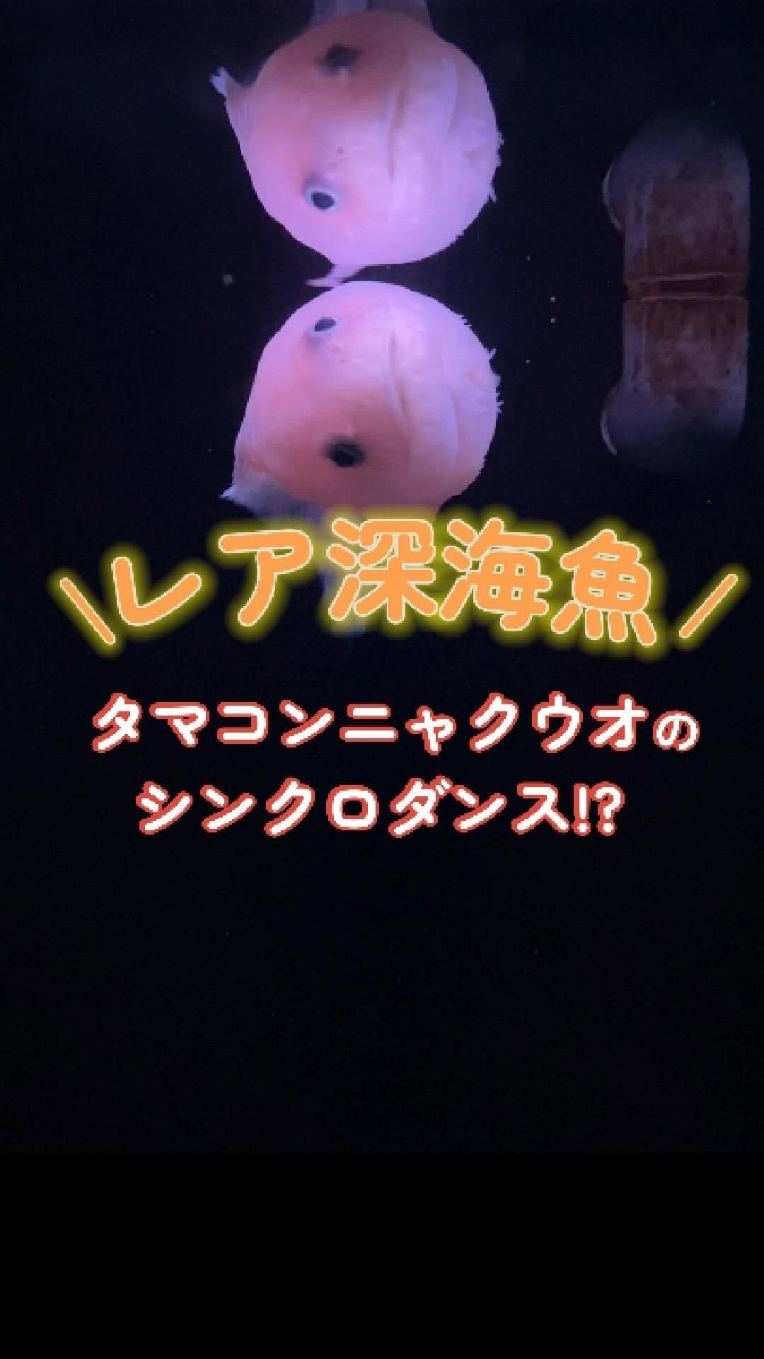 Post 9 by 【公式】アクアマリンふくしま/福島県の水族館 on Instagram (video)