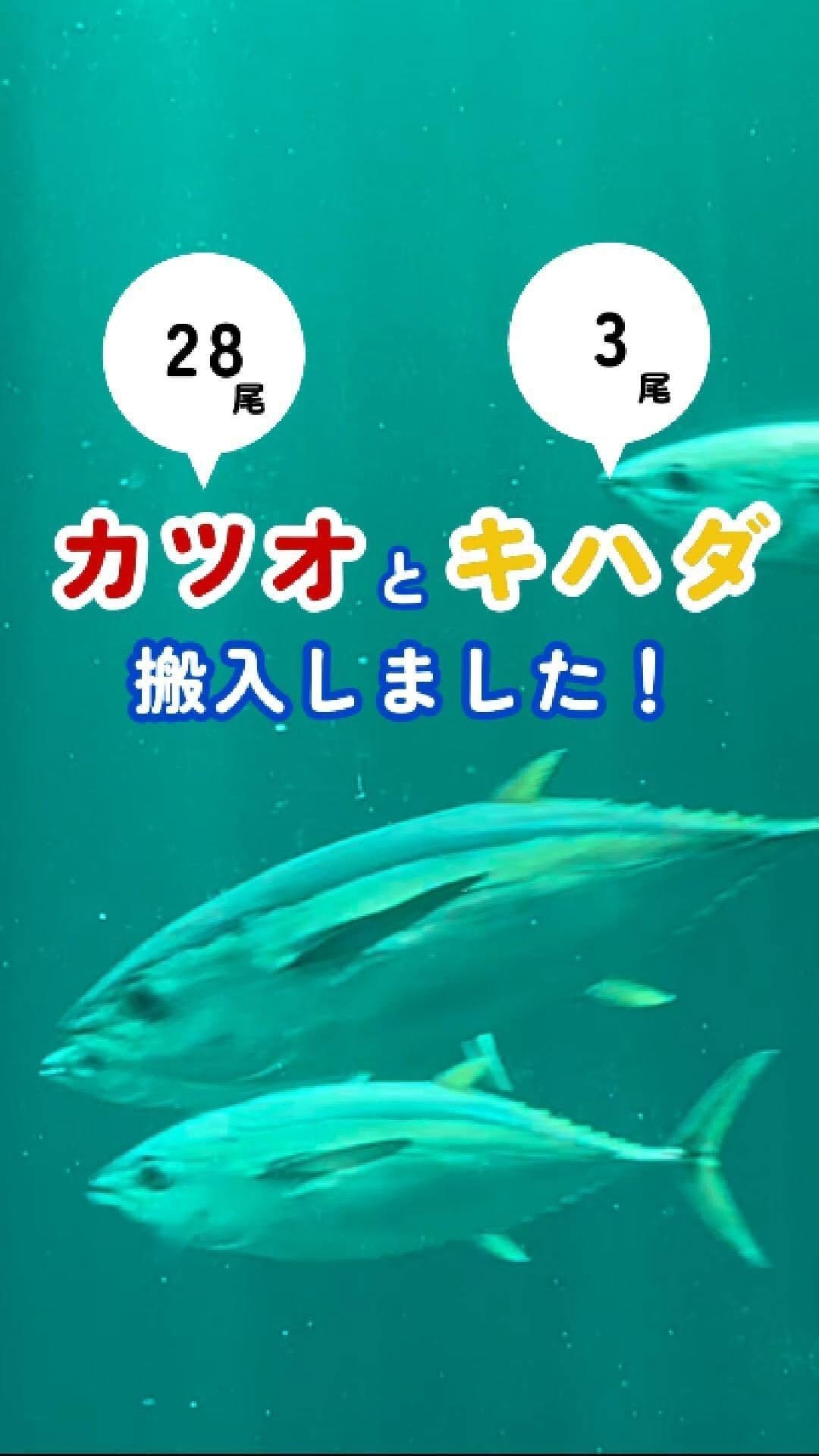 Post 2 by 【公式】アクアマリンふくしま/福島県の水族館 on Instagram (video)