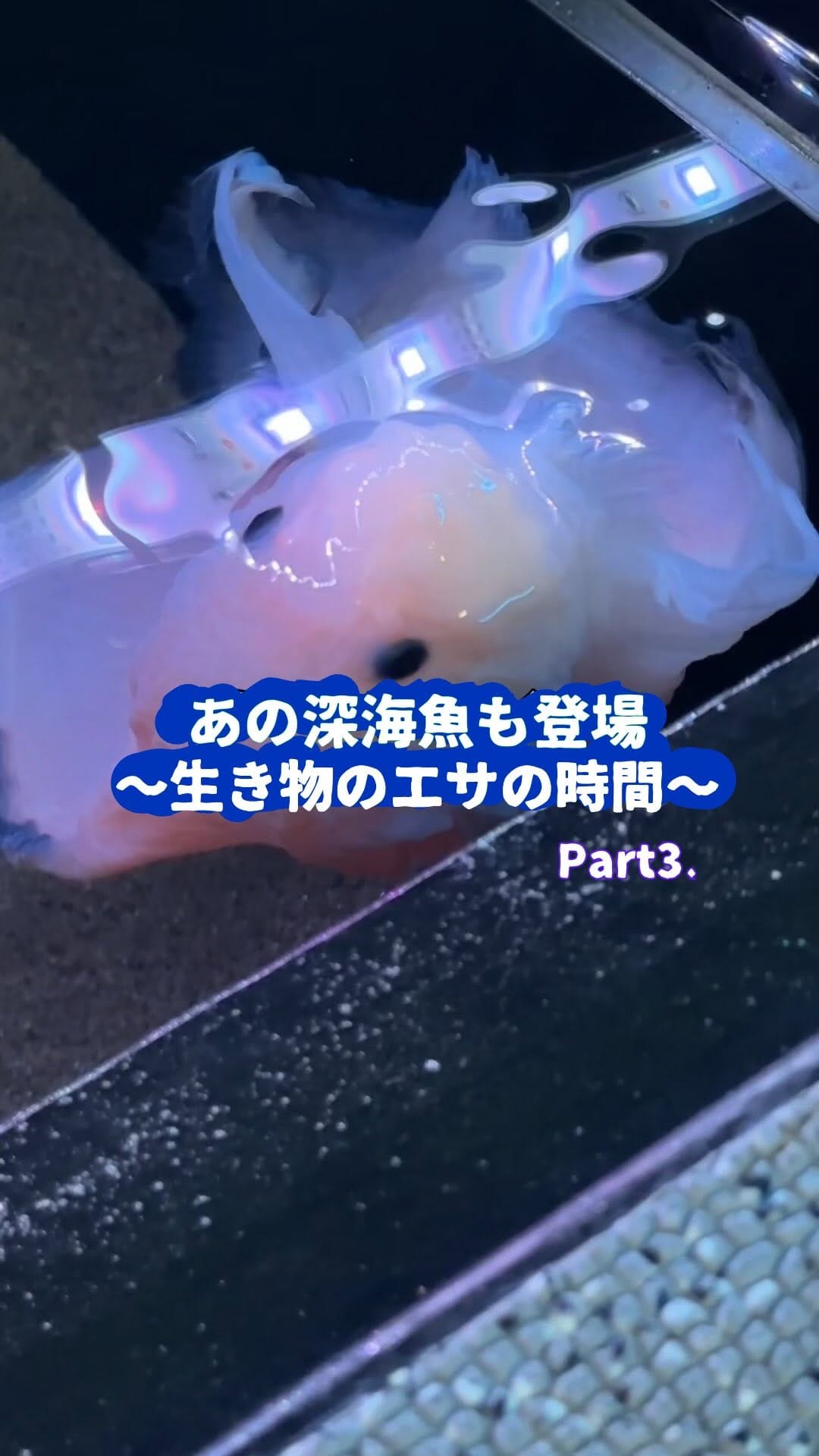 Post 8 by 【公式】アクアマリンふくしま/福島県の水族館 on Instagram (video)
