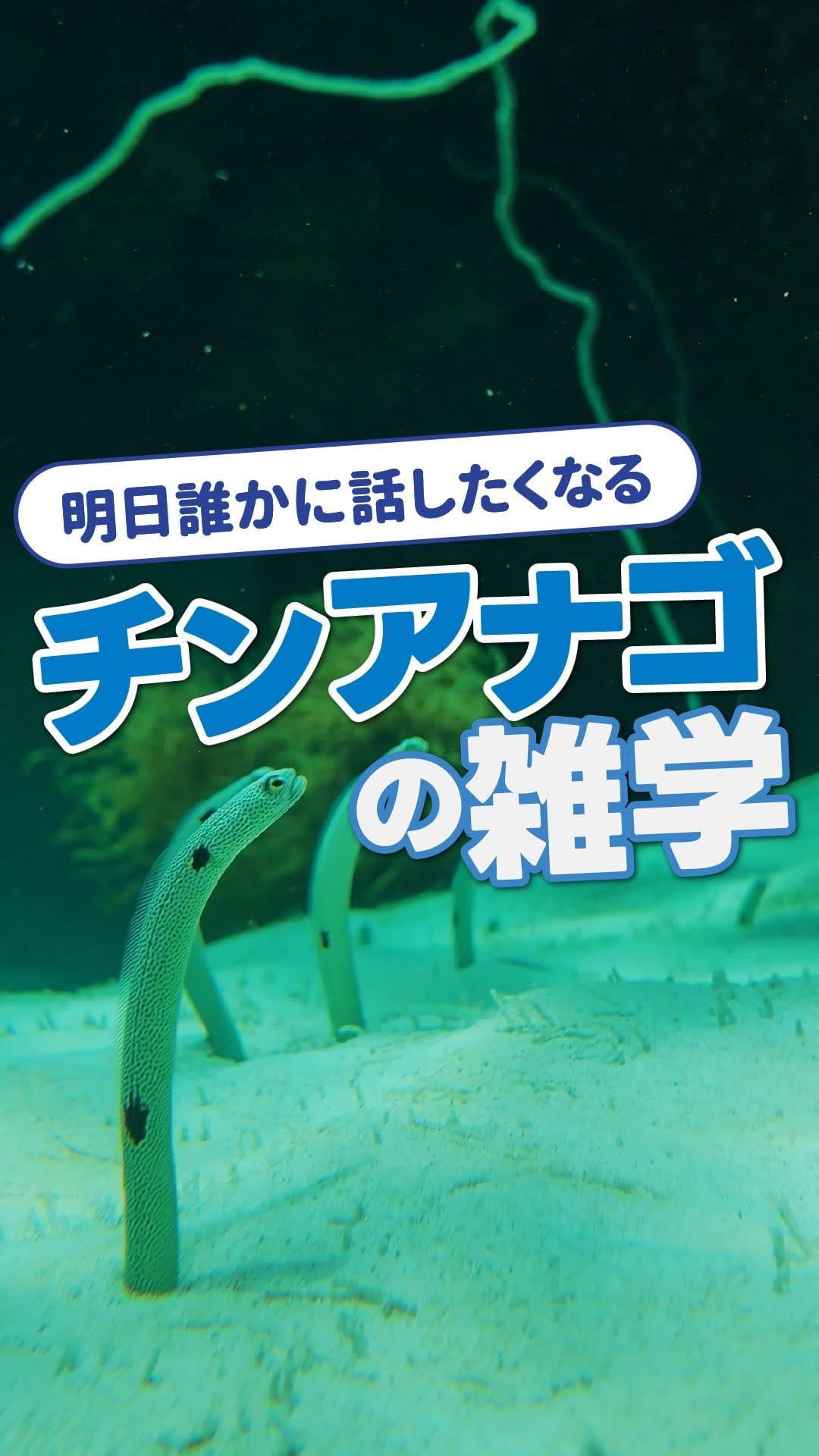 Post 5 by 【公式】アクアマリンふくしま/福島県の水族館 on Instagram (video)