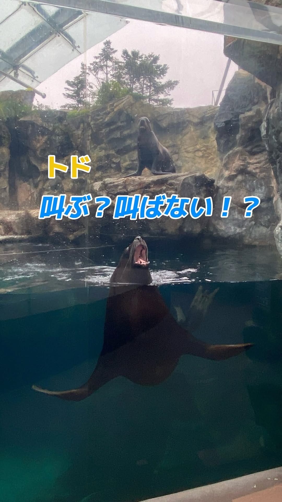 Post 10 by 【公式】アクアマリンふくしま/福島県の水族館 on Instagram (video)