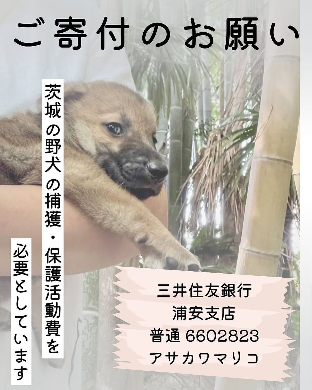 Post 9 by ゼロイバ【茨城の野犬をゼロに】 on Instagram (image)