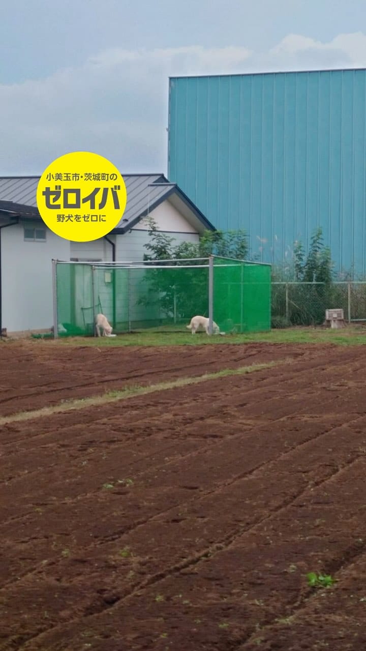 Post 10 by ゼロイバ【茨城の野犬をゼロに】 on Instagram (video)