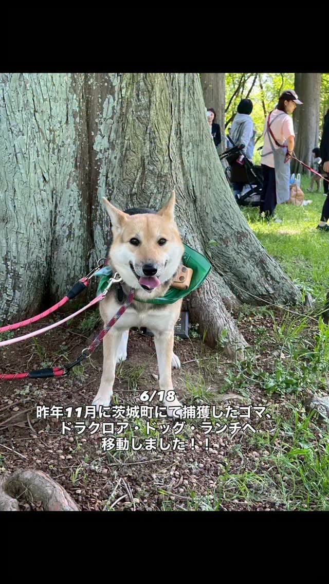 Post 6 by ゼロイバ【茨城の野犬をゼロに】 on Instagram (video)