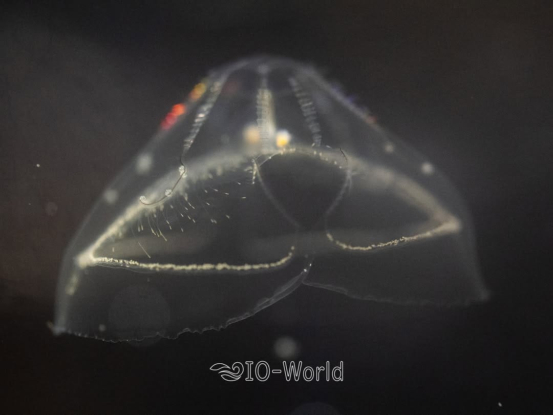 Post 8 by いおワールドかごしま水族館【公式】 on Instagram (image)