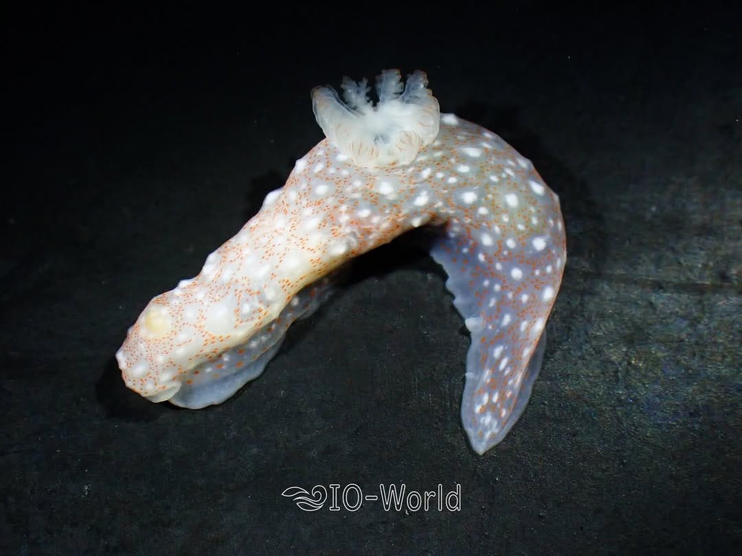 Post 7 by いおワールドかごしま水族館【公式】 on Instagram (image)