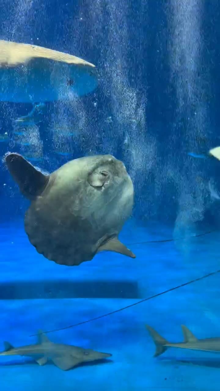 Post 2 by いおワールドかごしま水族館【公式】 on Instagram (video)