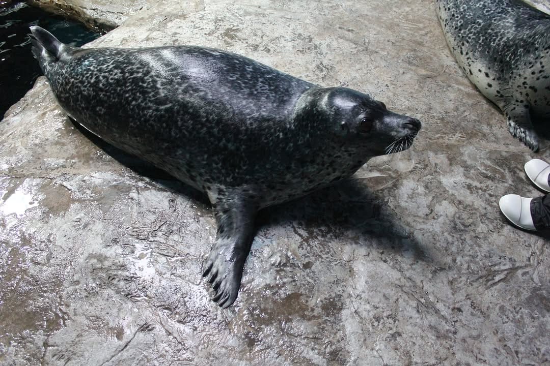 Post 5 by いおワールドかごしま水族館【公式】 on Instagram (image)