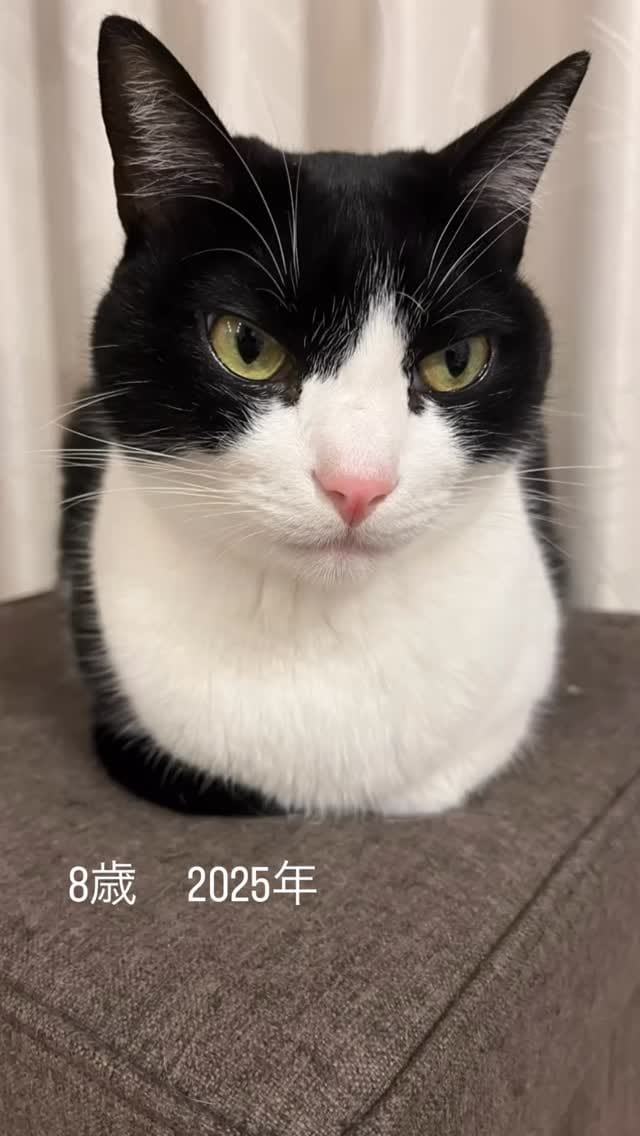 Post 8 by ハチワレ信玄 on Instagram (video)