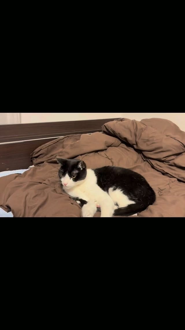 Post 1 by ハチワレ信玄 on Instagram (video)