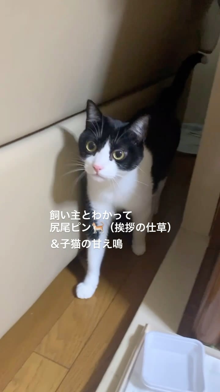 Post 9 by ハチワレ信玄 on Instagram (video)