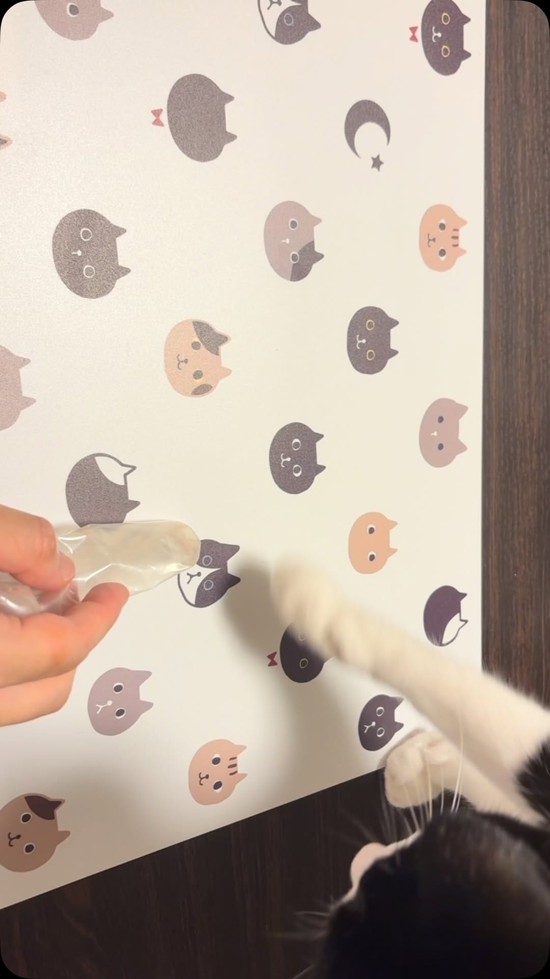 Post 3 by ハチワレ信玄 on Instagram (video)