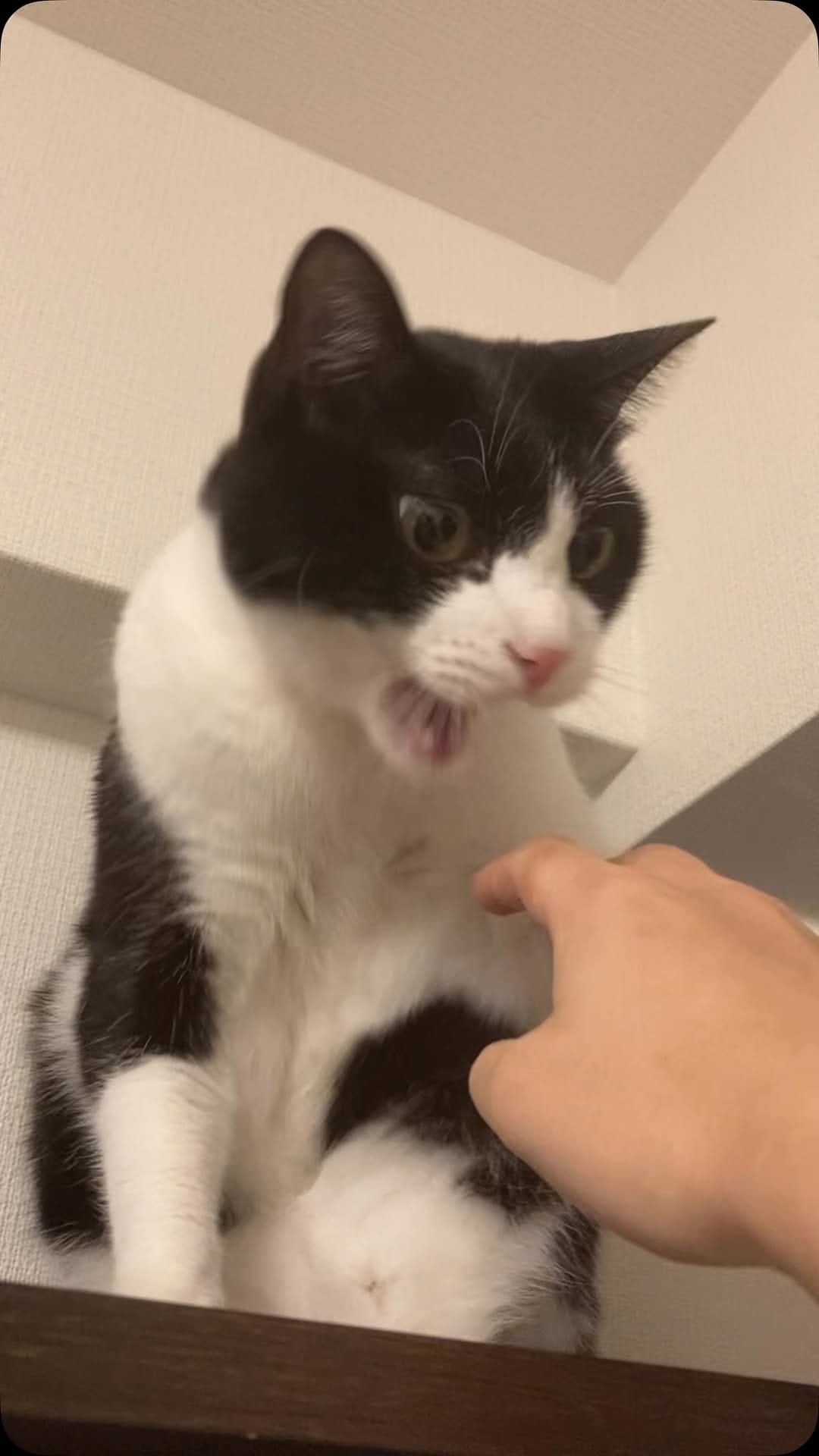 Post 7 by ハチワレ信玄 on Instagram (video)