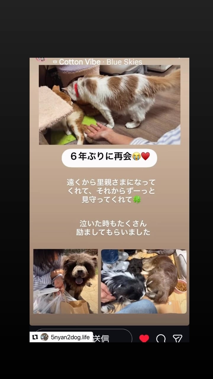 Post 1 by いちごぱんこ🍓🍞ねこ好きさんいらっしゃい on Instagram (video)