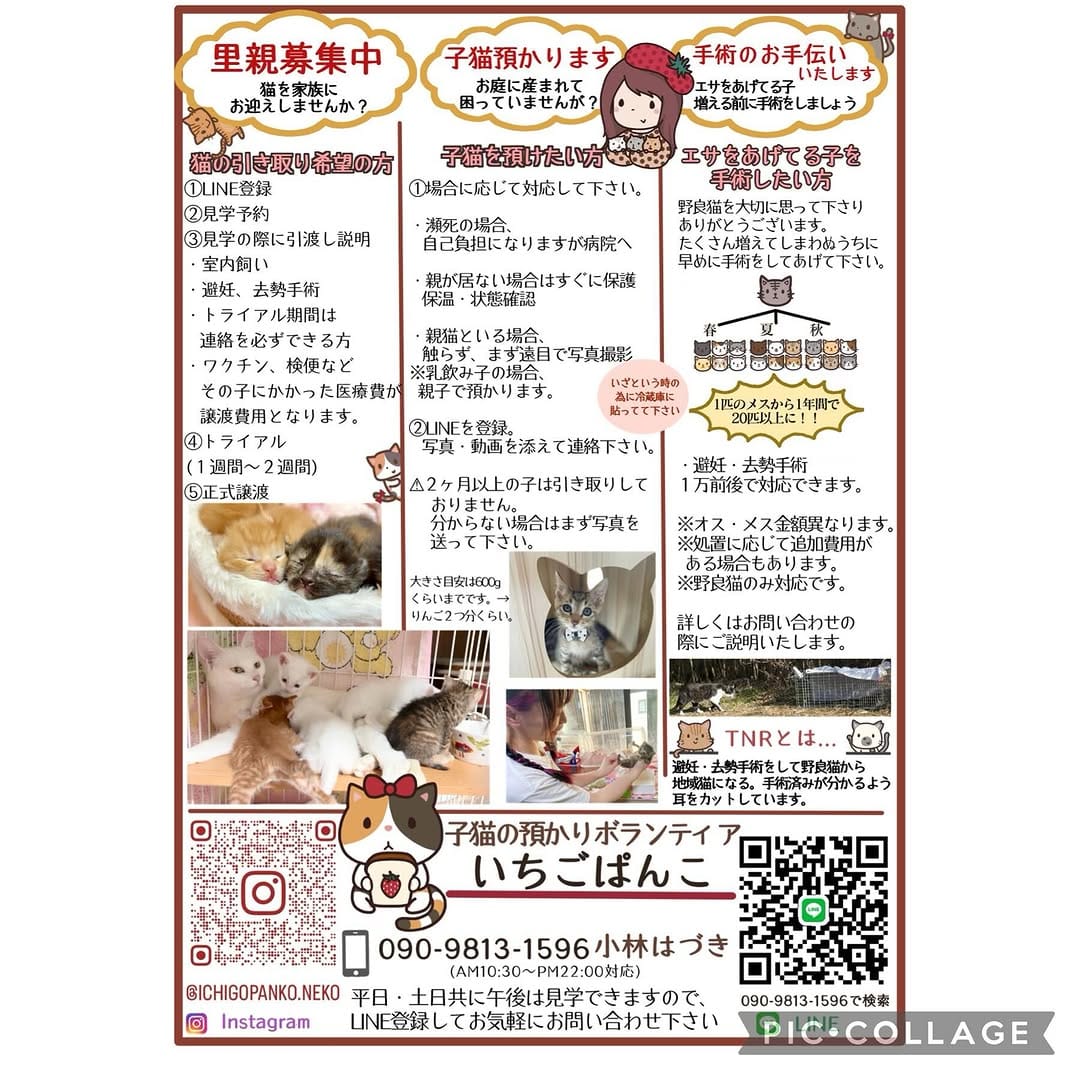 Post 10 by いちごぱんこ🍓🍞ねこ好きさんいらっしゃい on Instagram (image)