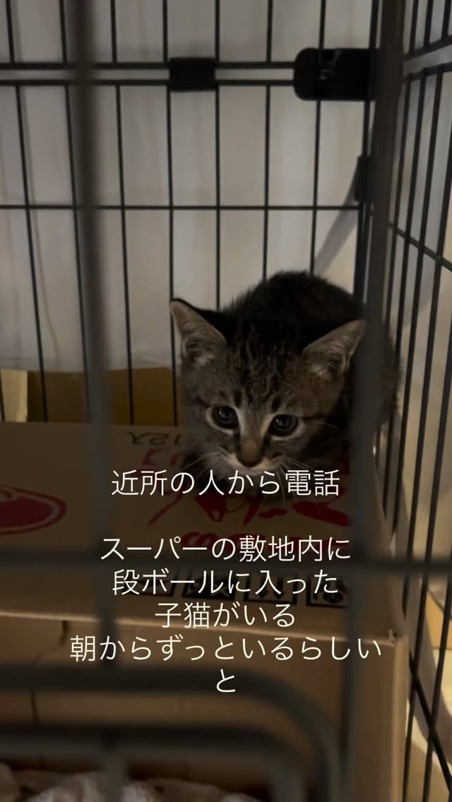 Post 5 by kuromitsu黒みつ on Instagram (video)