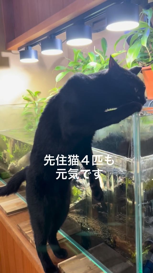 Post 8 by kuromitsu黒みつ on Instagram (video)
