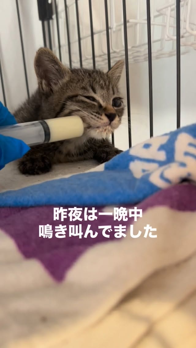 Post 4 by kuromitsu黒みつ on Instagram (video)