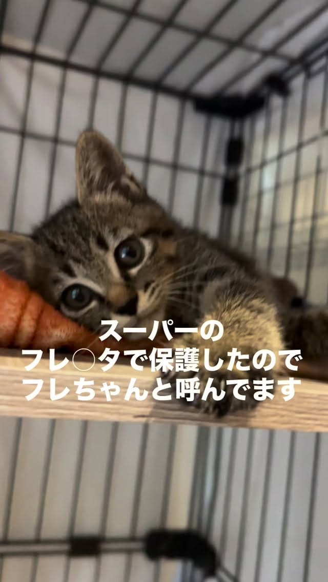 Post 3 by kuromitsu黒みつ on Instagram (video)