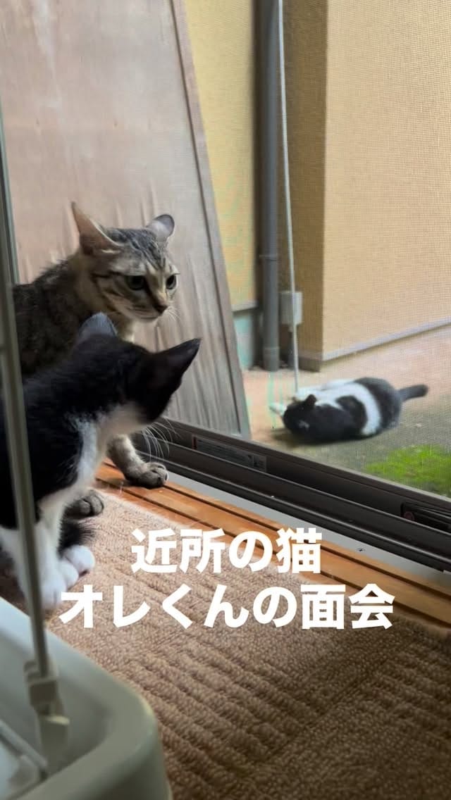 Post 2 by kuromitsu黒みつ on Instagram (video)
