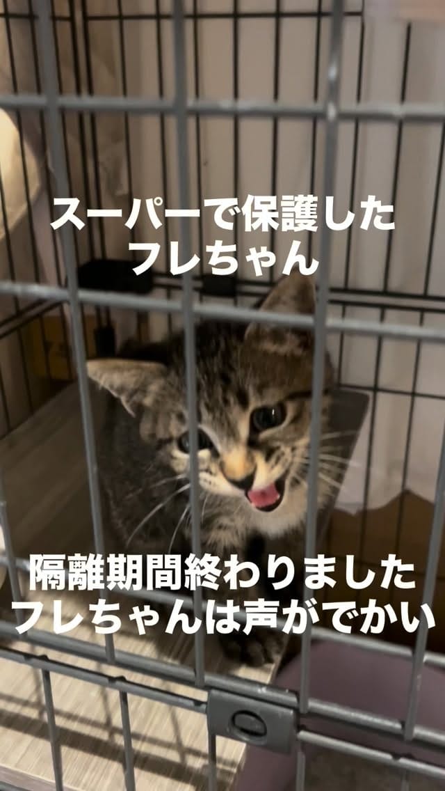 Post 1 by kuromitsu黒みつ on Instagram (video)