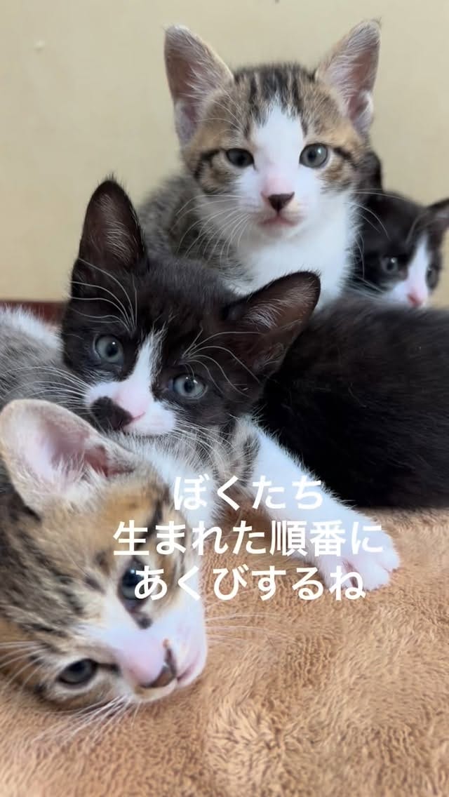 Post 7 by kuromitsu黒みつ on Instagram (video)