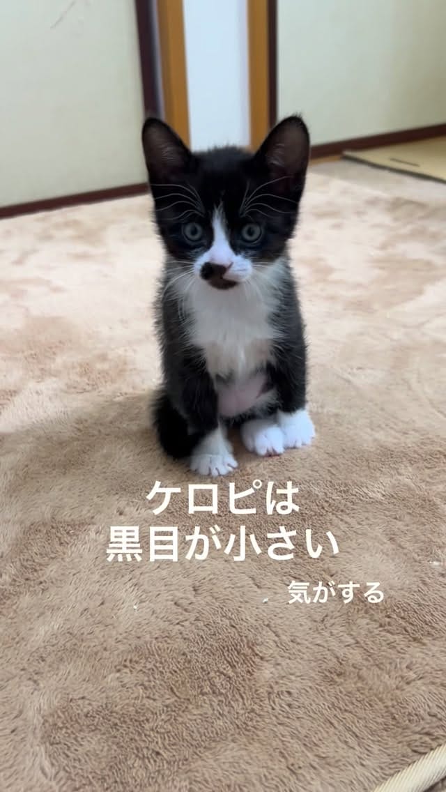 Post 6 by kuromitsu黒みつ on Instagram (video)