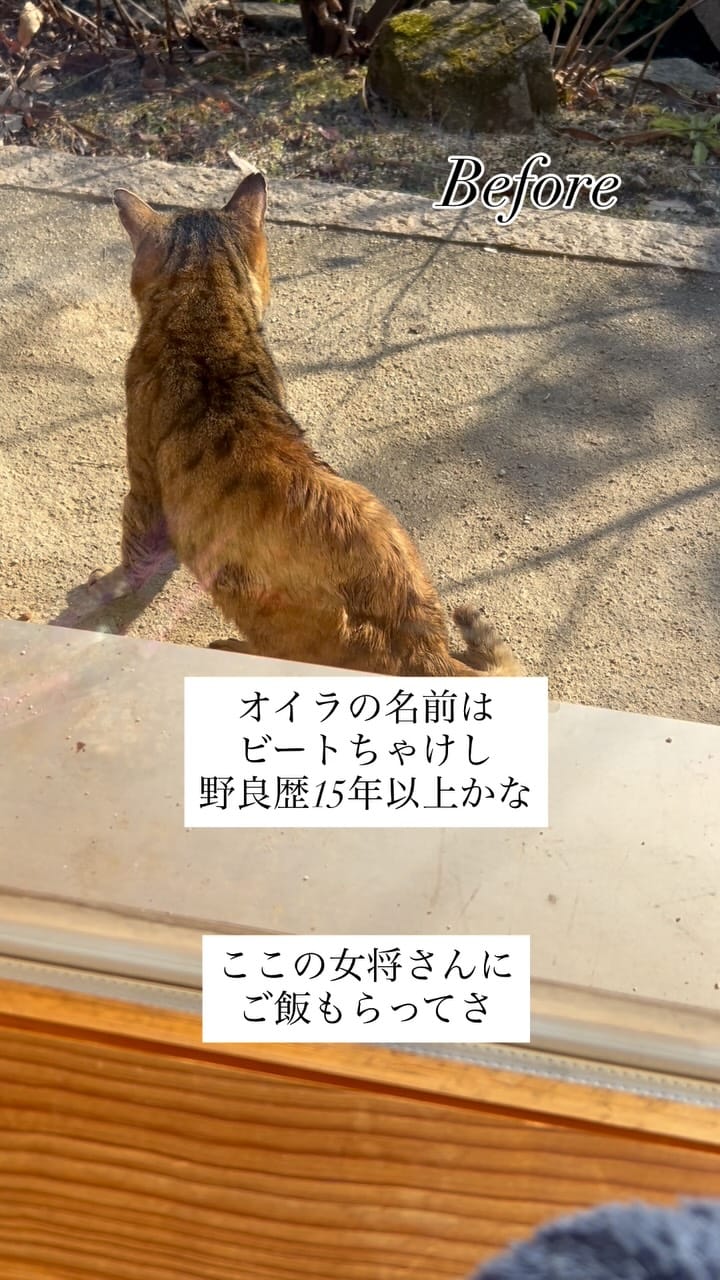 Post 9 by kuromitsu黒みつ on Instagram (video)